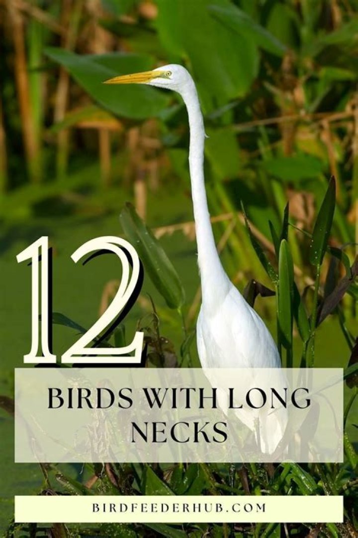 Which bird has the longest neck?
