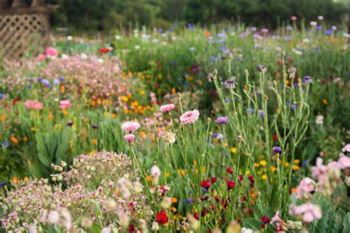 Wildflower Wildflower